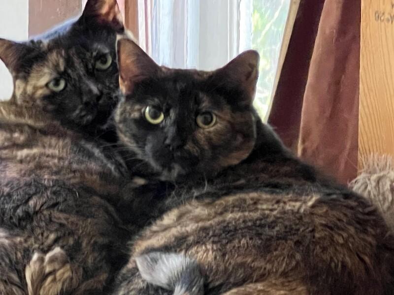 Enlarge Ella, a Adoptable Domestic Short Hair in Colmar, PA image 2/4