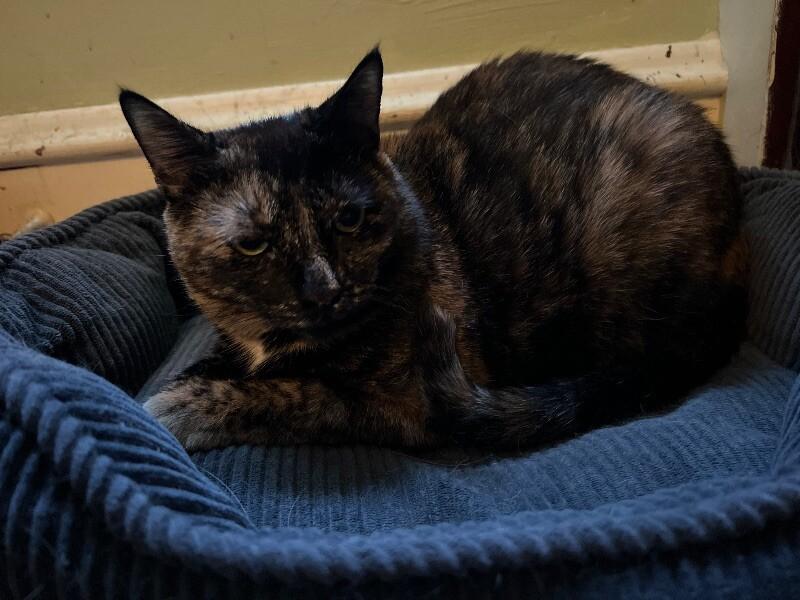 Ella, a Adoptable Domestic Short Hair in Colmar, PA image 2/2