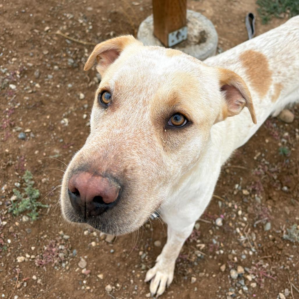 Stardust, Adoptable, Adult Male Labrador Retriever & Cattle Dog.