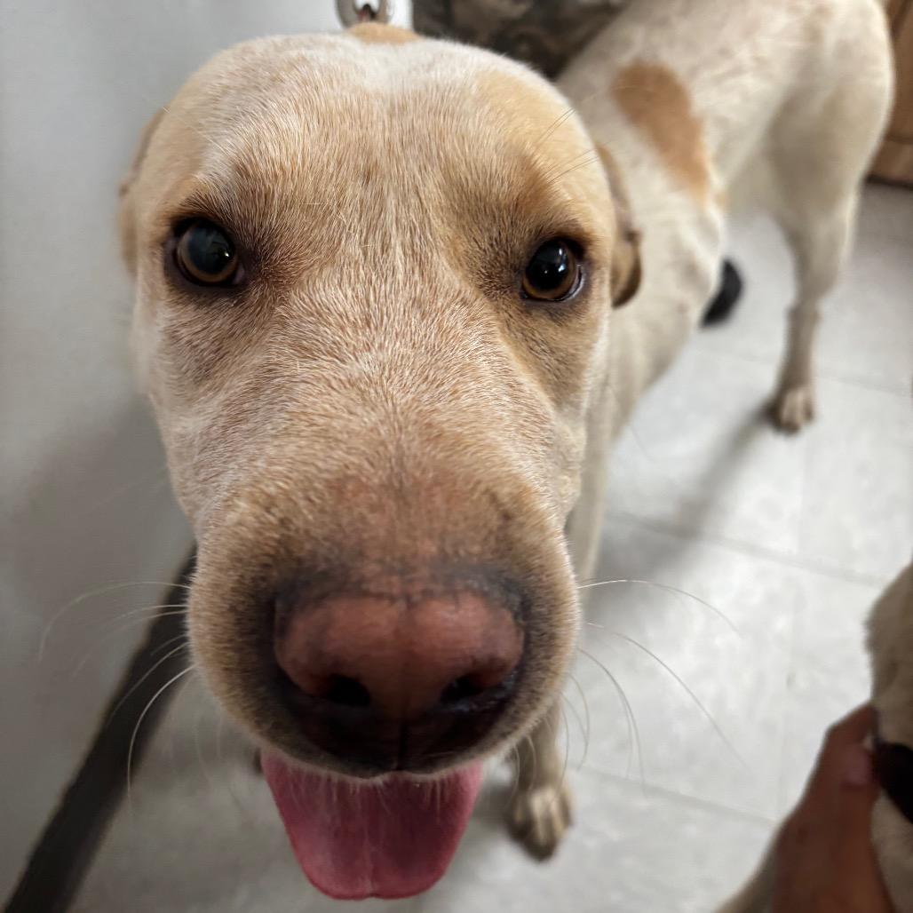 Enlarge Stardust, a Adoptable mixed breed in Taos, NM image 2/2