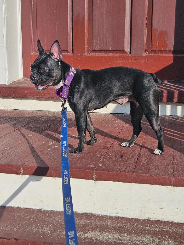 Nala, a Adoptable French Bulldog in Gloversville, NY image 1/4