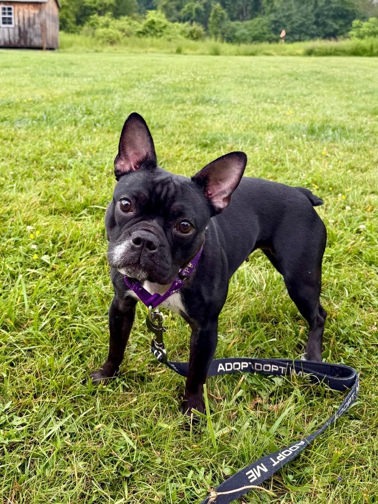 Nala, a Adoptable French Bulldog in Gloversville, NY image 2/4