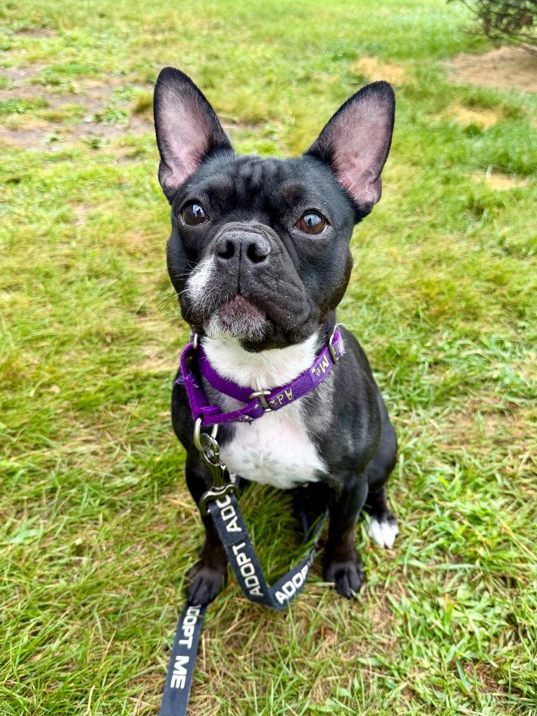 Nala, a Adoptable French Bulldog in Gloversville, NY image 3/4