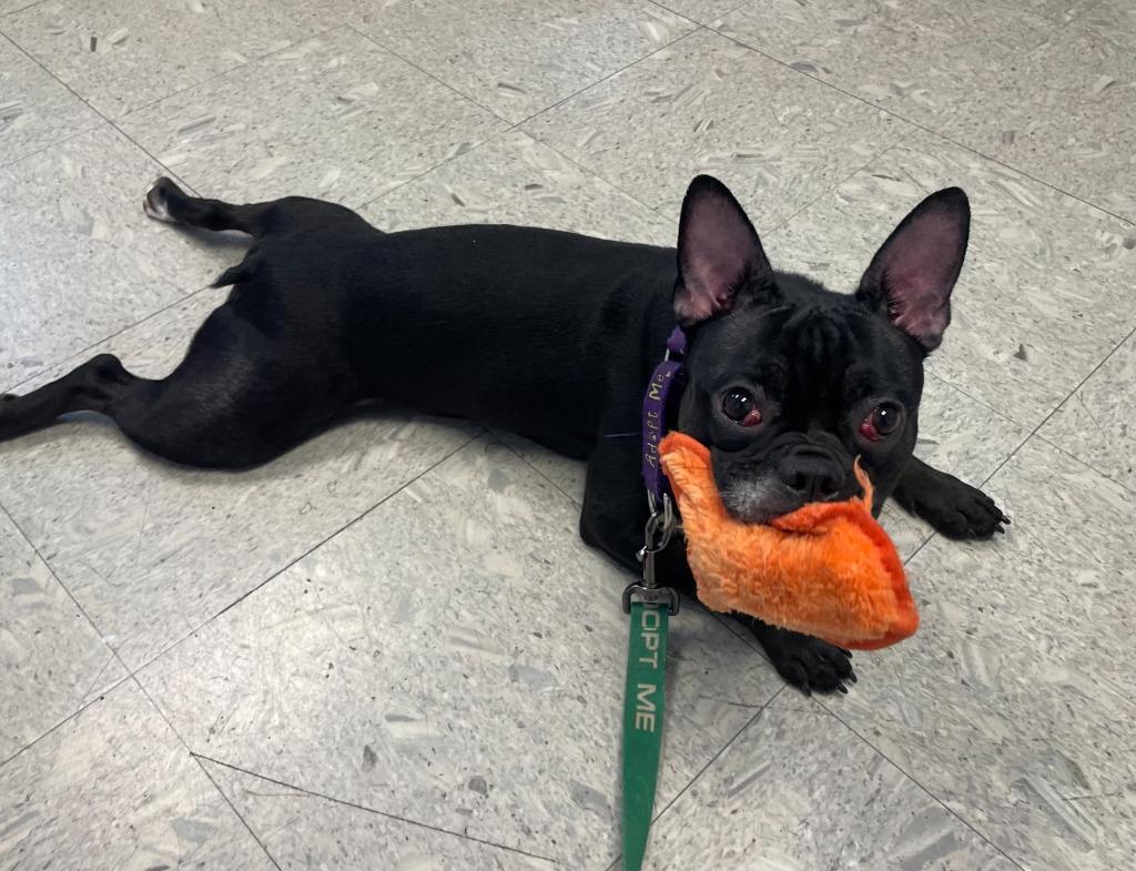 Nala, a Adoptable French Bulldog in Gloversville, NY image 4/4