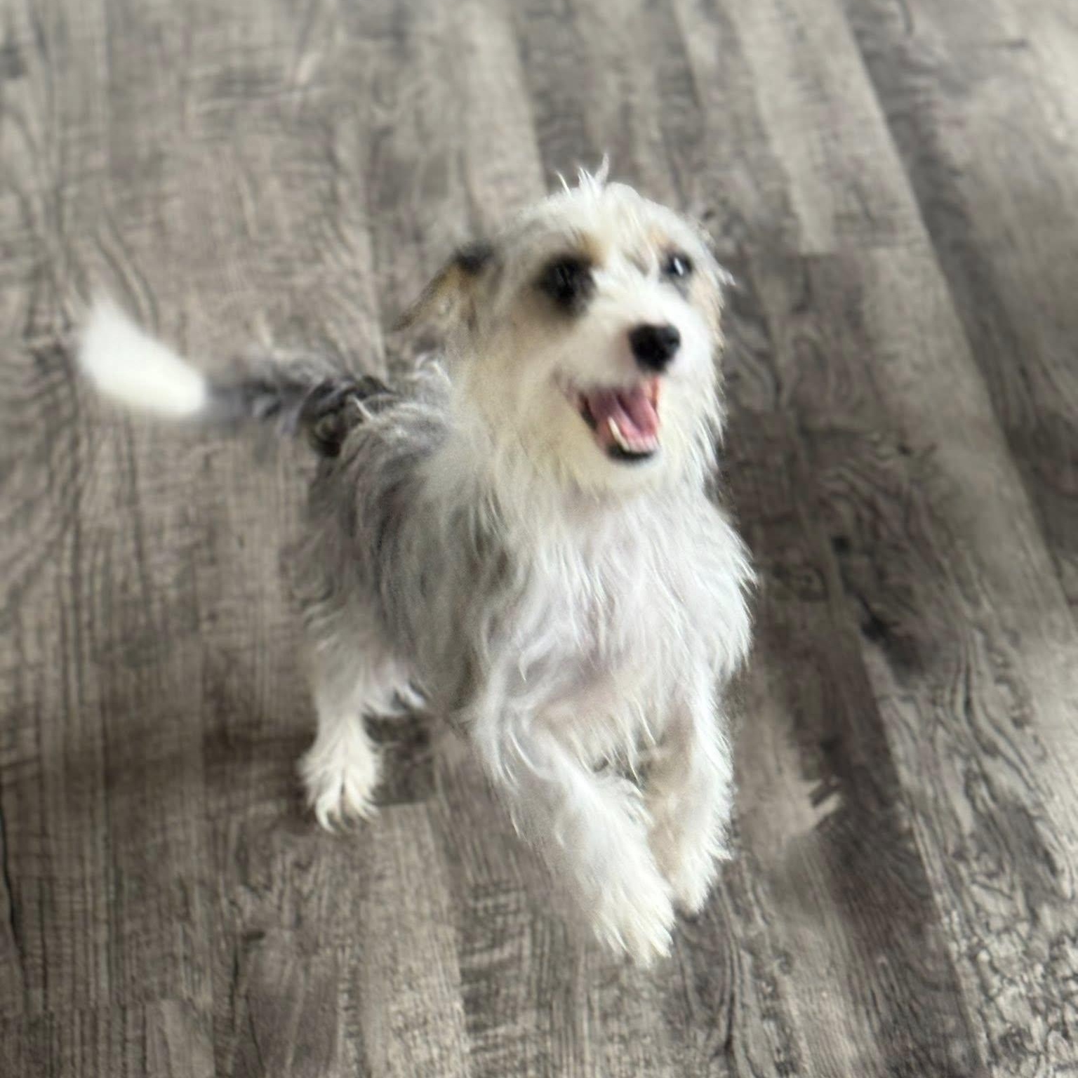 Enlarge Clara aka Claire, an adopted mixed breed in Alma, MI image 1/2