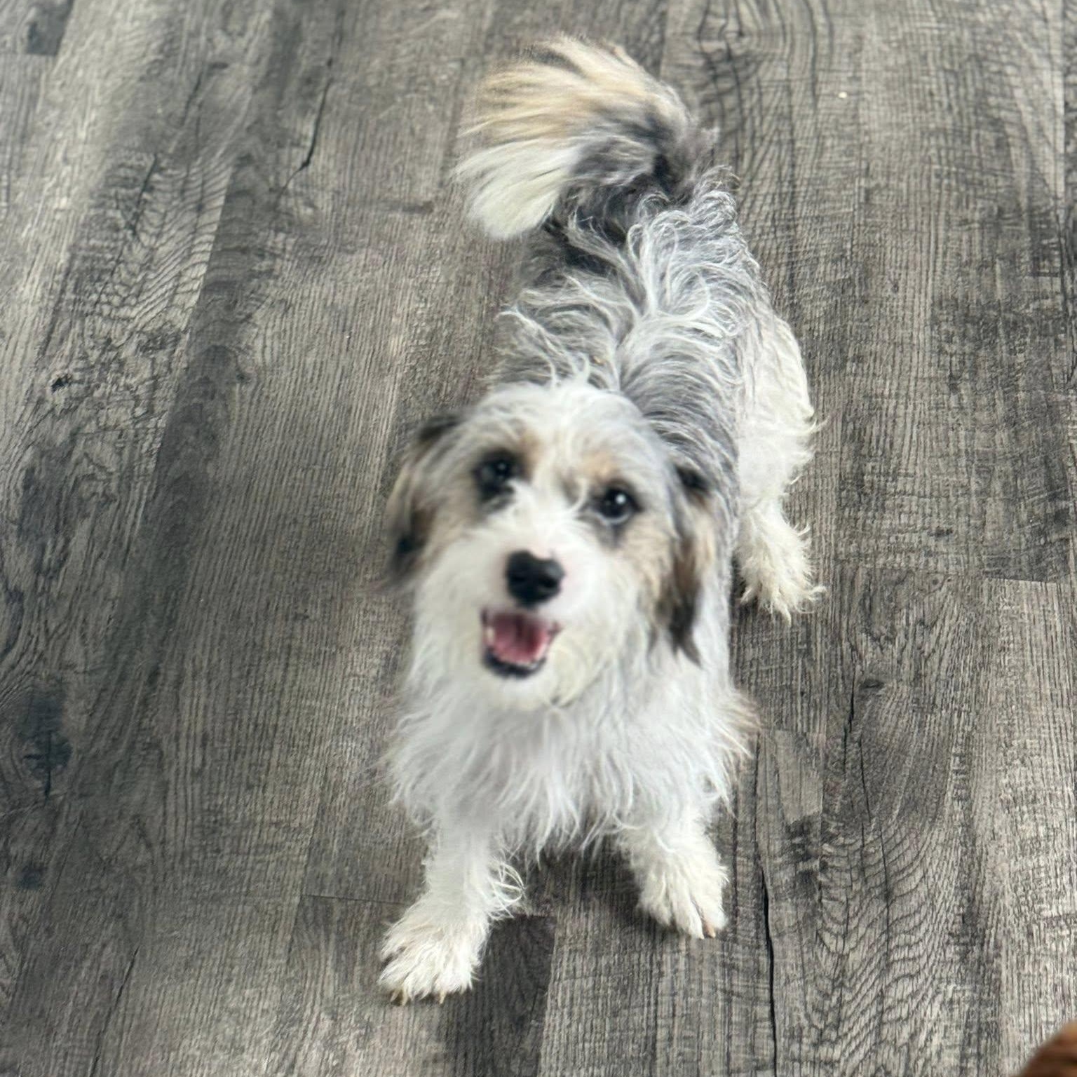 Enlarge Clara aka Claire, an adopted mixed breed in Alma, MI image 2/2