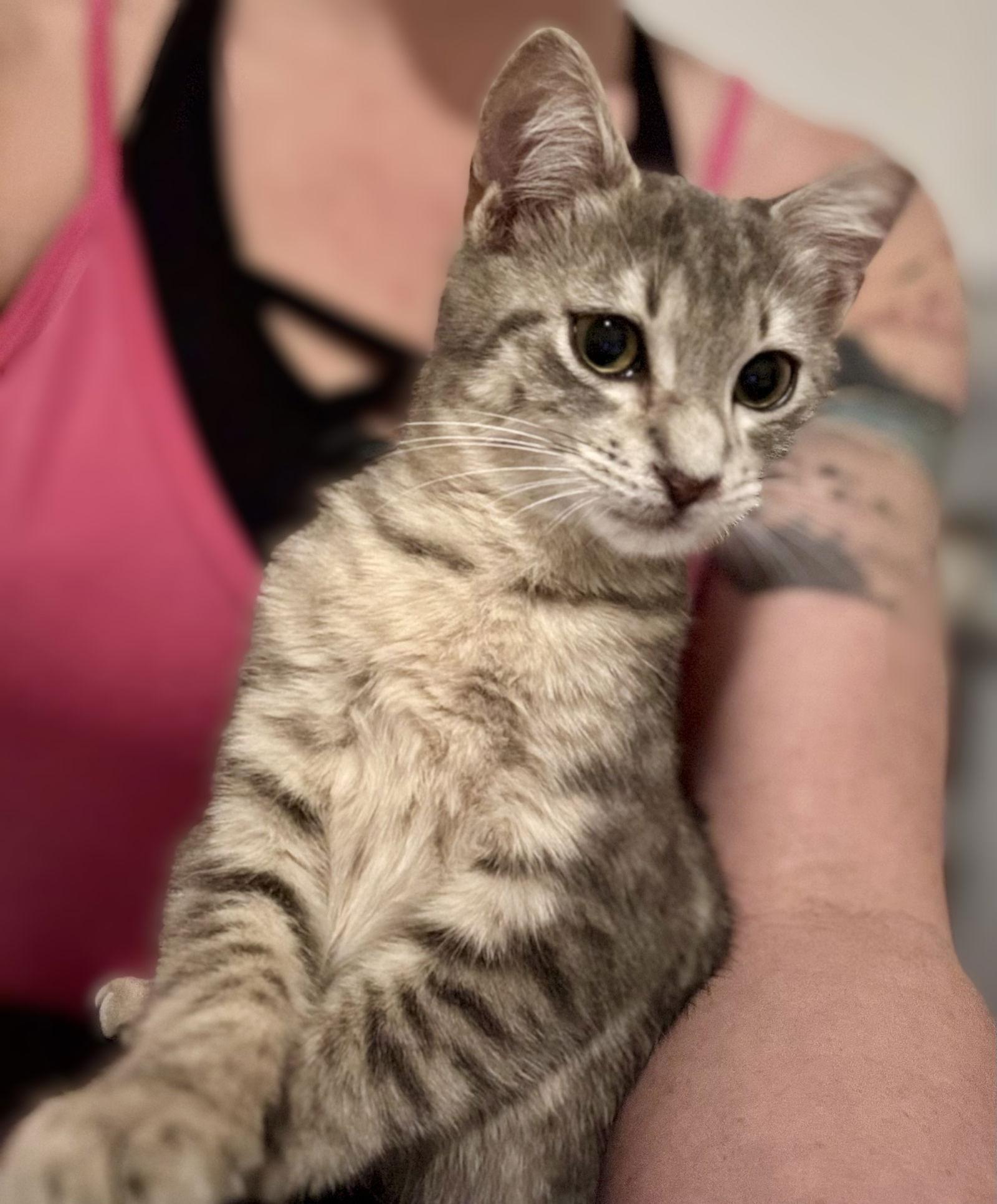 Gizmo, Adopted, Kitten Male Tabby.