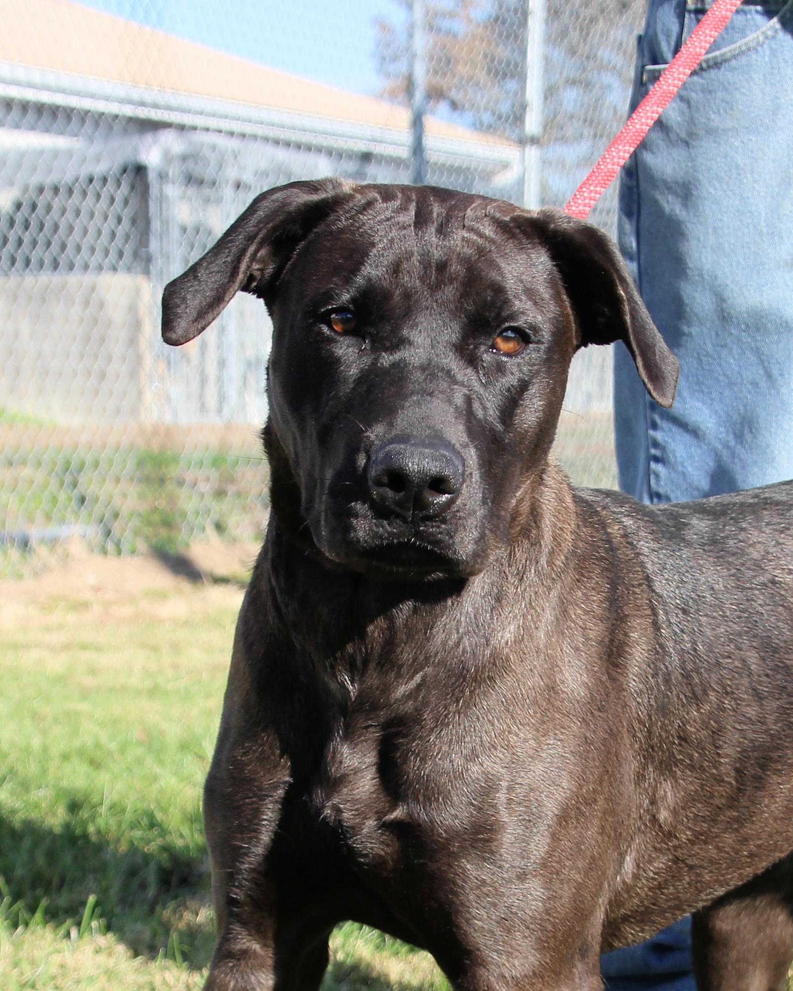 Bizquick , ADOPTABLE, Adult Female Black Labrador Retriever.
