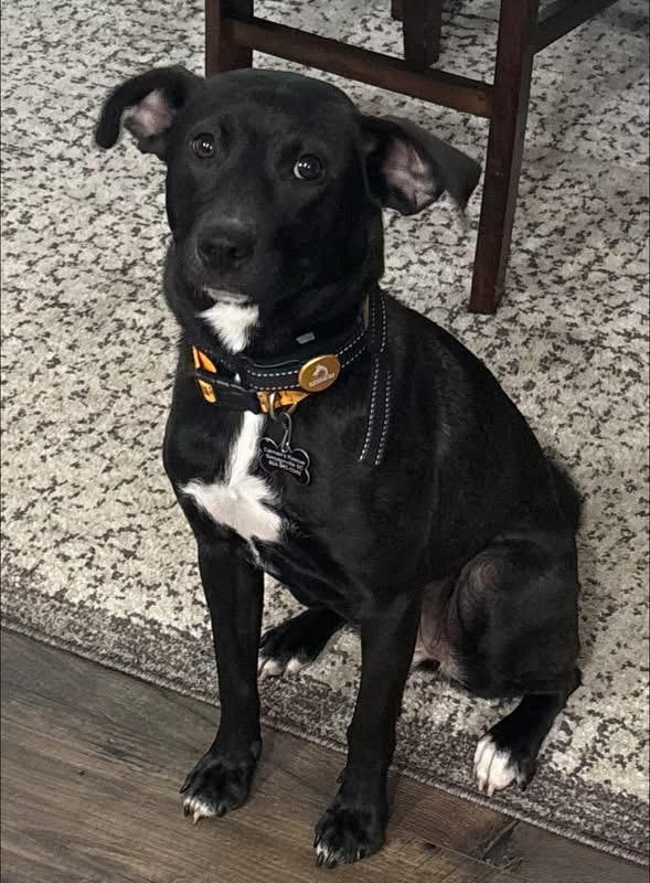 Harper, ADOPTABLE, Puppy Female Black Labrador Retriever.