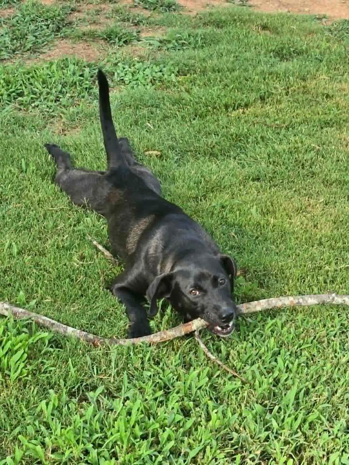 Harper, a ADOPTABLE mixed breed in Douglas, MA image 4/5