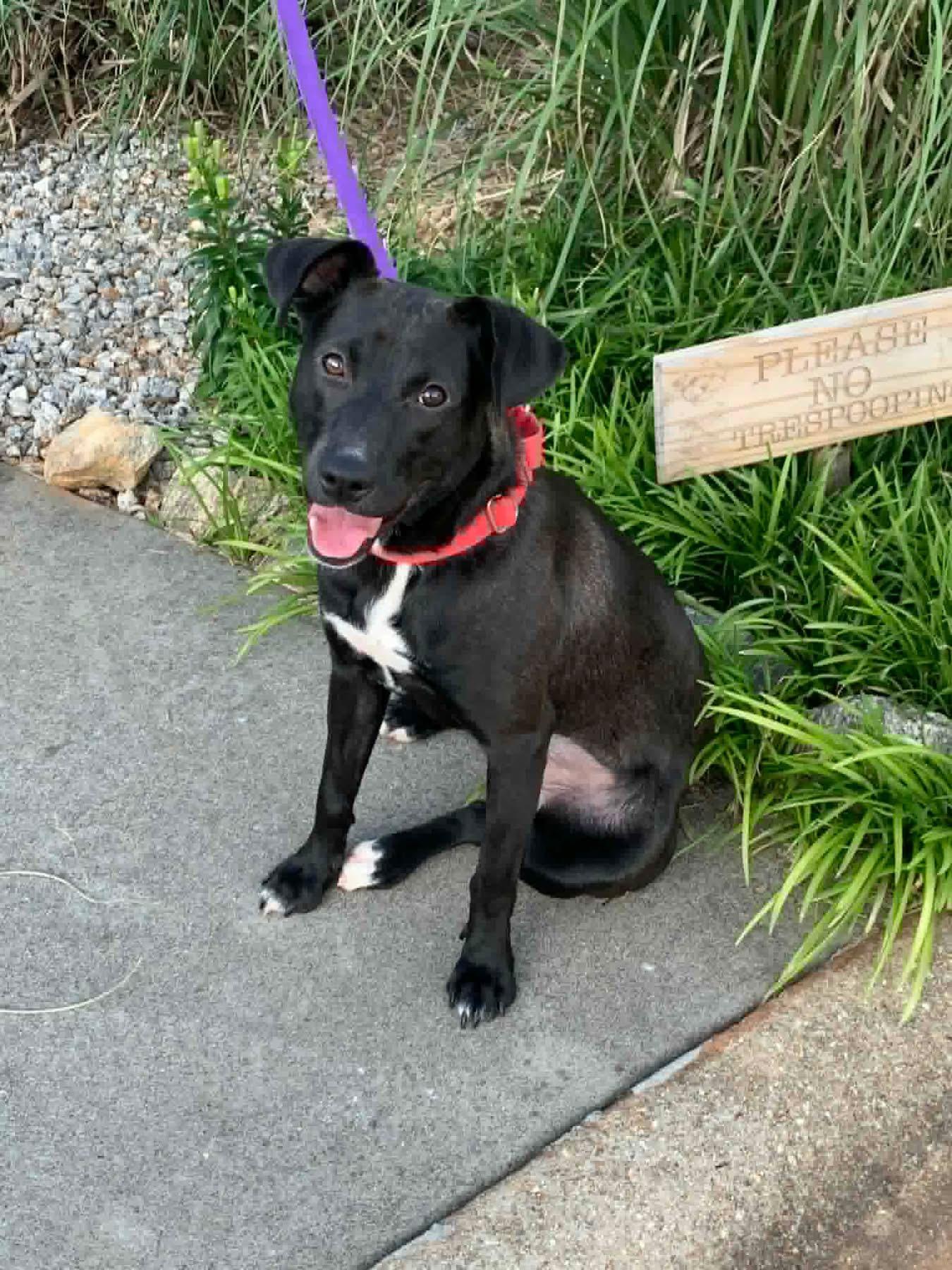 Harper, a ADOPTABLE mixed breed in Douglas, MA image 5/5