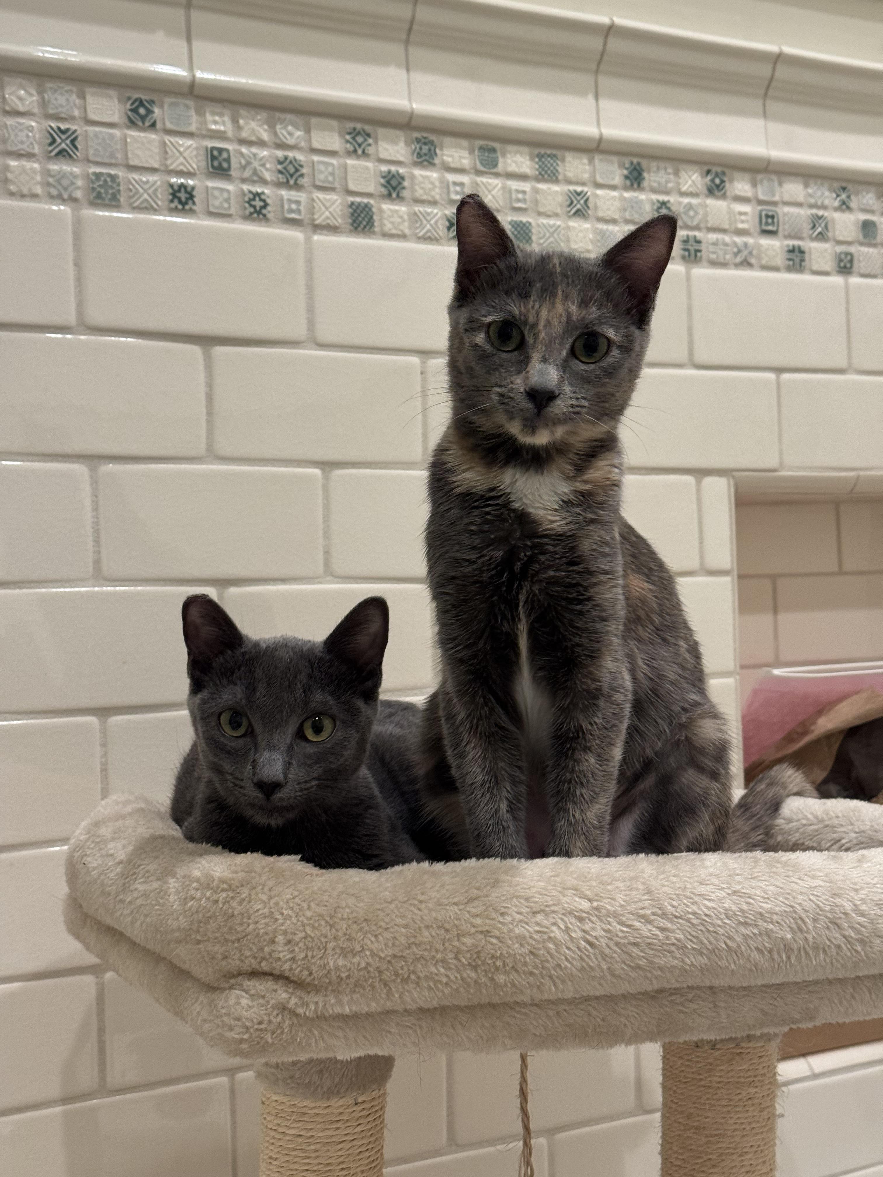 Enlarge Mia (ao), an adopted Russian Blue in North Hollywood, CA image 4/4