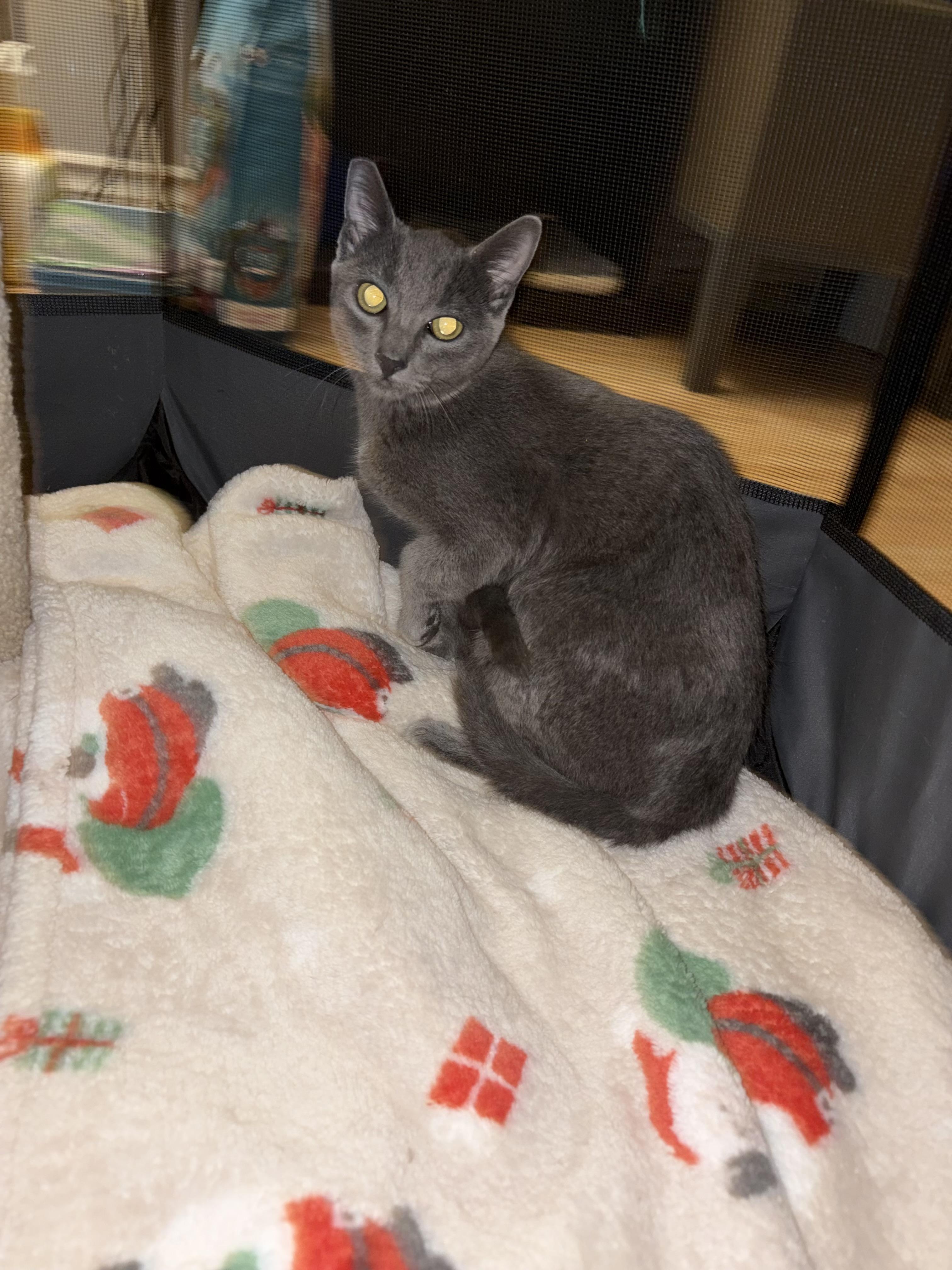 Enlarge Mia (ao), an adopted Russian Blue in North Hollywood, CA image 2/4