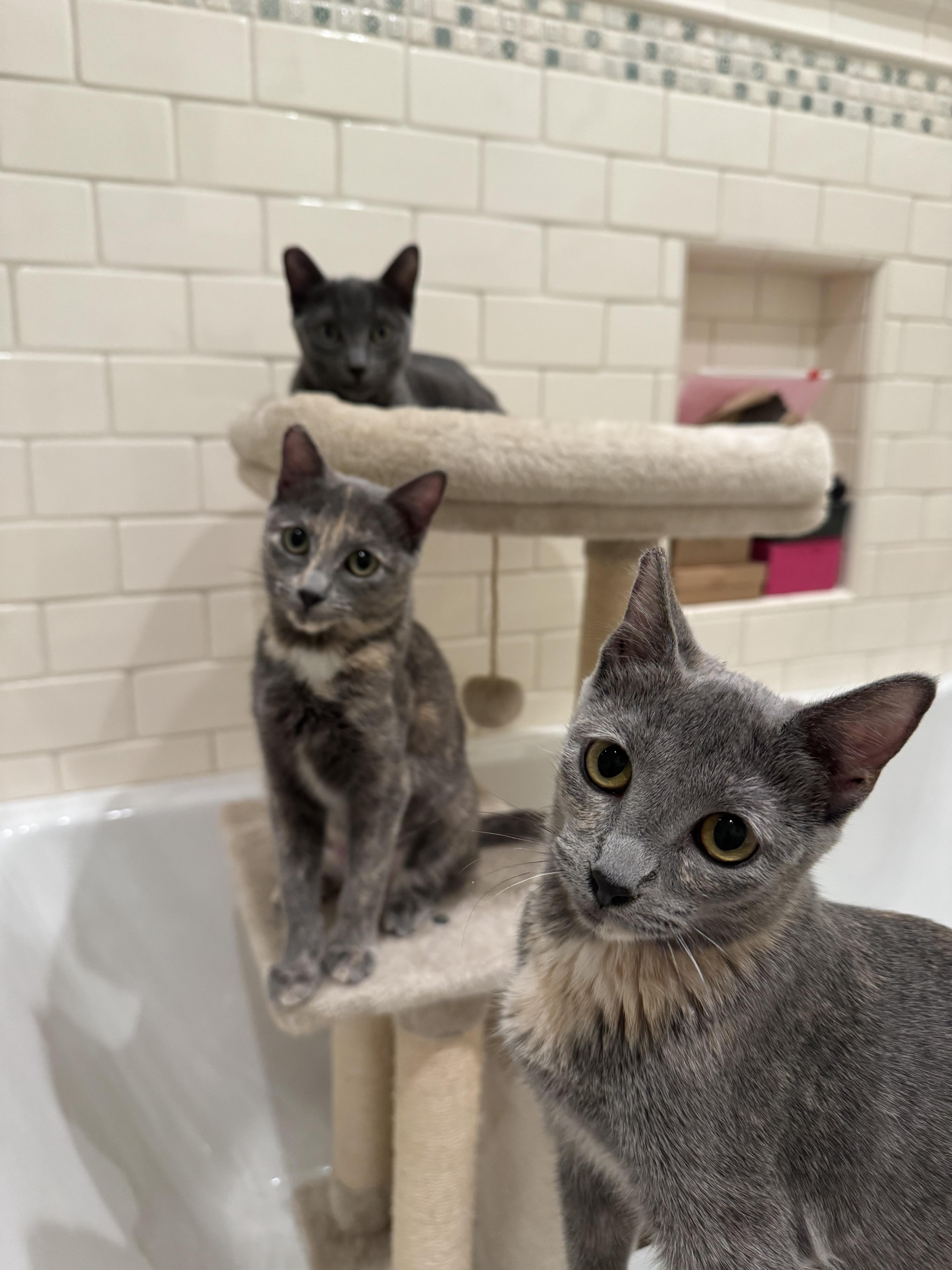 Enlarge Mia (ao), an adopted Russian Blue in North Hollywood, CA image 3/4