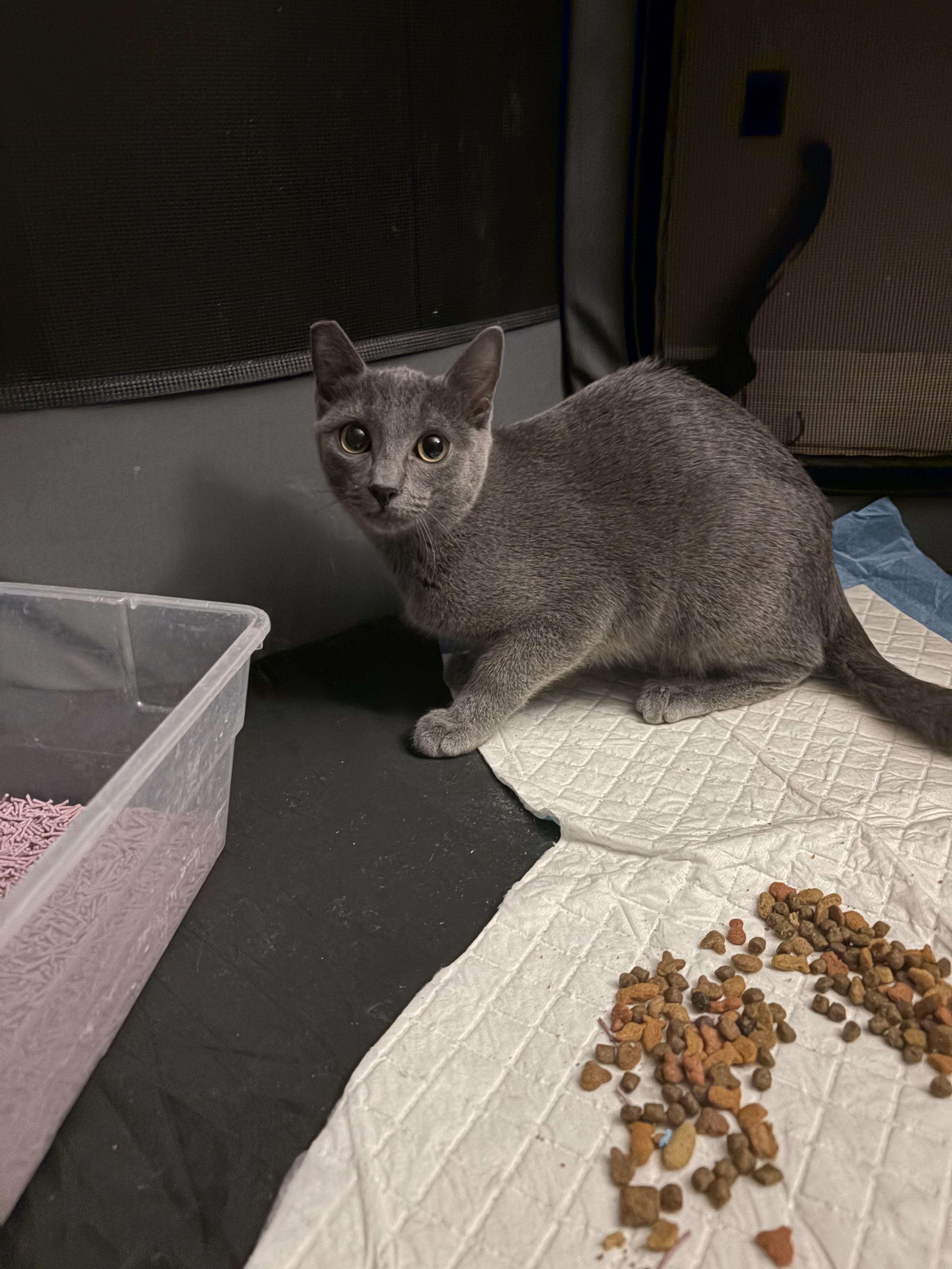 Mia (ao), adopted, Young Female Russian Blue.