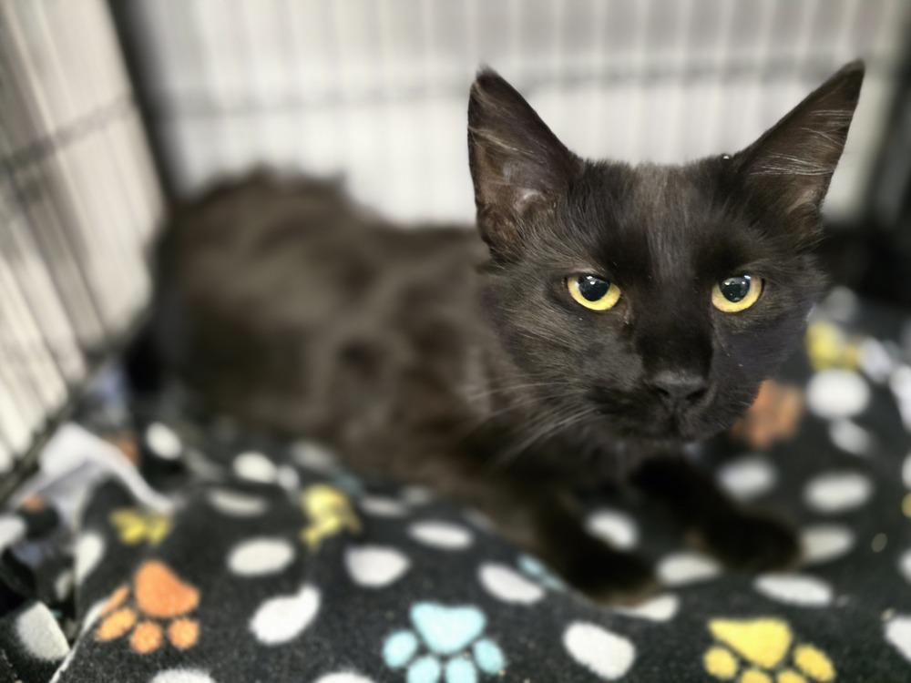 Velvet, a Adoptable mixed breed in Southbury, CT image 2/4