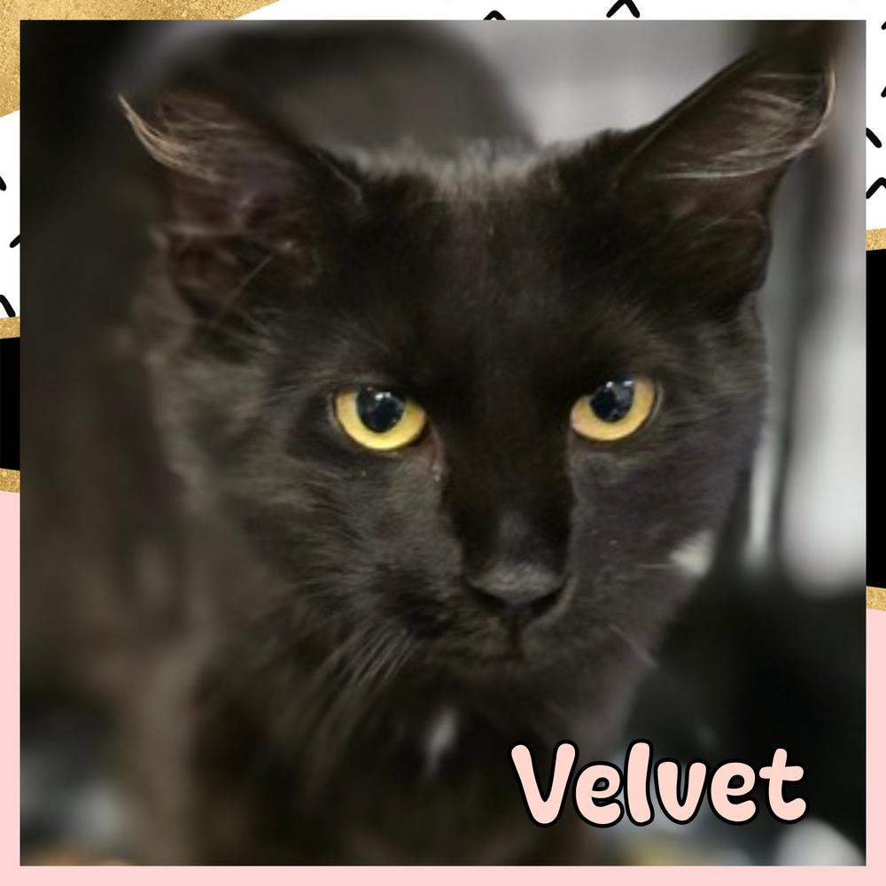 Enlarge Velvet, a Adoptable mixed breed in Southbury, CT image 3/3
