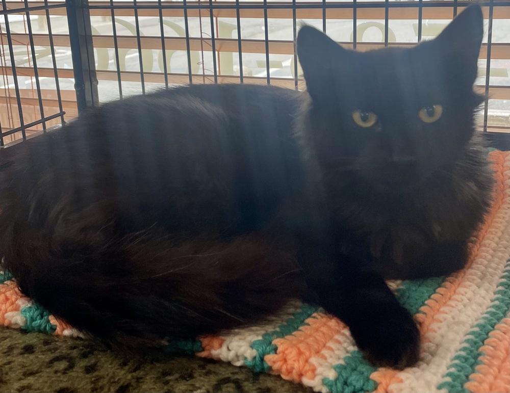 Velvet, a Adoptable mixed breed in Southbury, CT image 4/4
