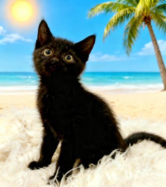 Enlarge Kyle, a Adoptable Domestic Short Hair in Tehachapi, CA image 1/1