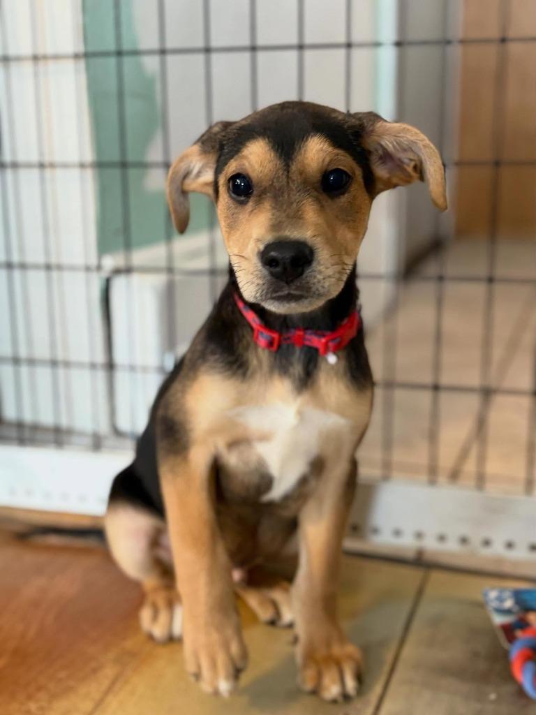 Enlarge Hoosier, a Adoptable mixed breed in sun prairie, WI image 1/1