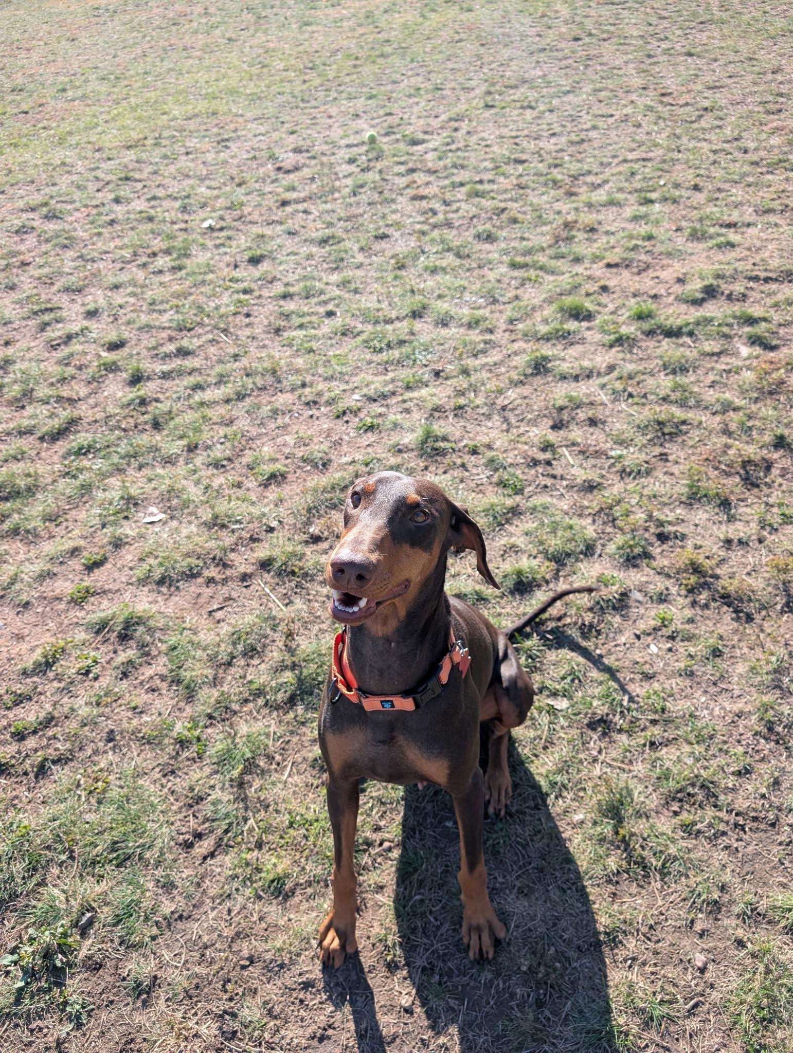 Fawn, Adoptable, Young Female Doberman Pinscher.