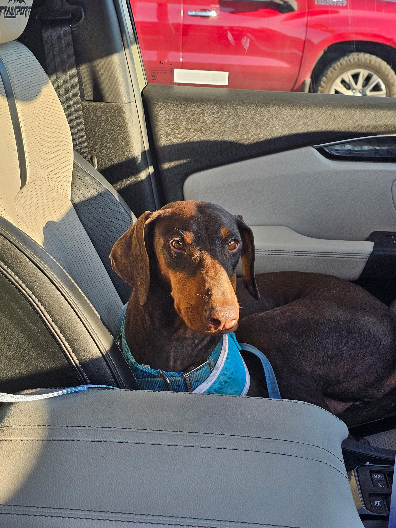 Enlarge Fawn, a Adoptable Doberman Pinscher in Minneapolis, MN image 3/3