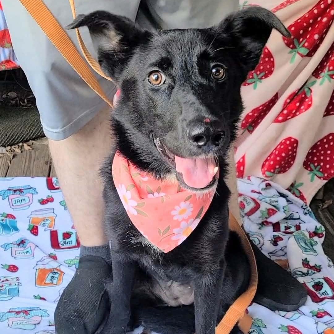 Millie, Adopted, Young Female Black Labrador Retriever & German Shepherd Dog.