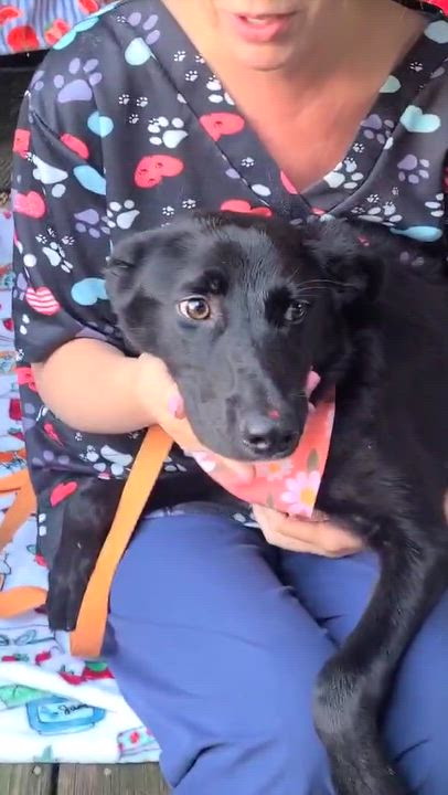 Enlarge Millie, a Adopted mixed breed in Woolwich, ME video 2/2