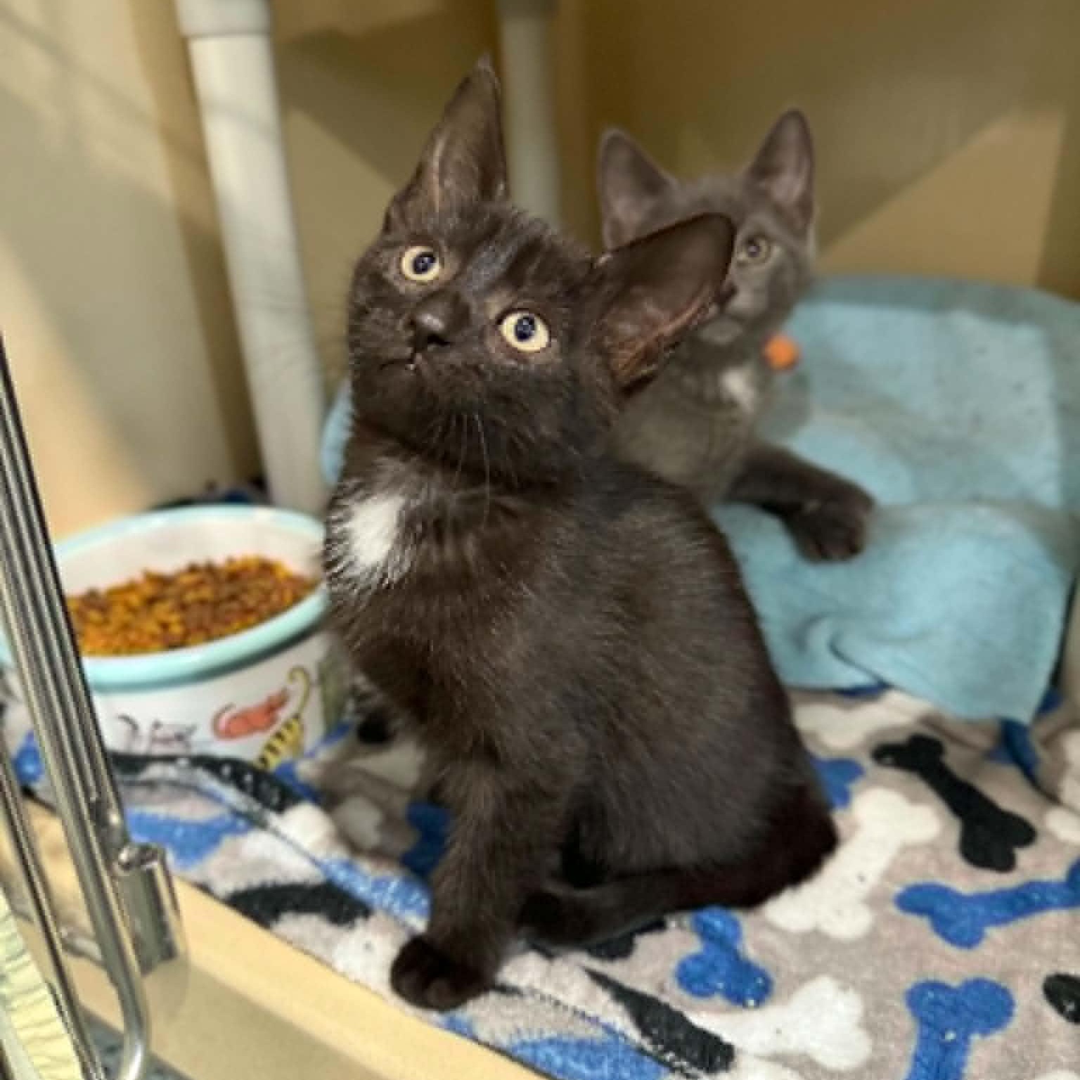 Capri, a Adoptable mixed breed in Penn Yan, NY image 3/5
