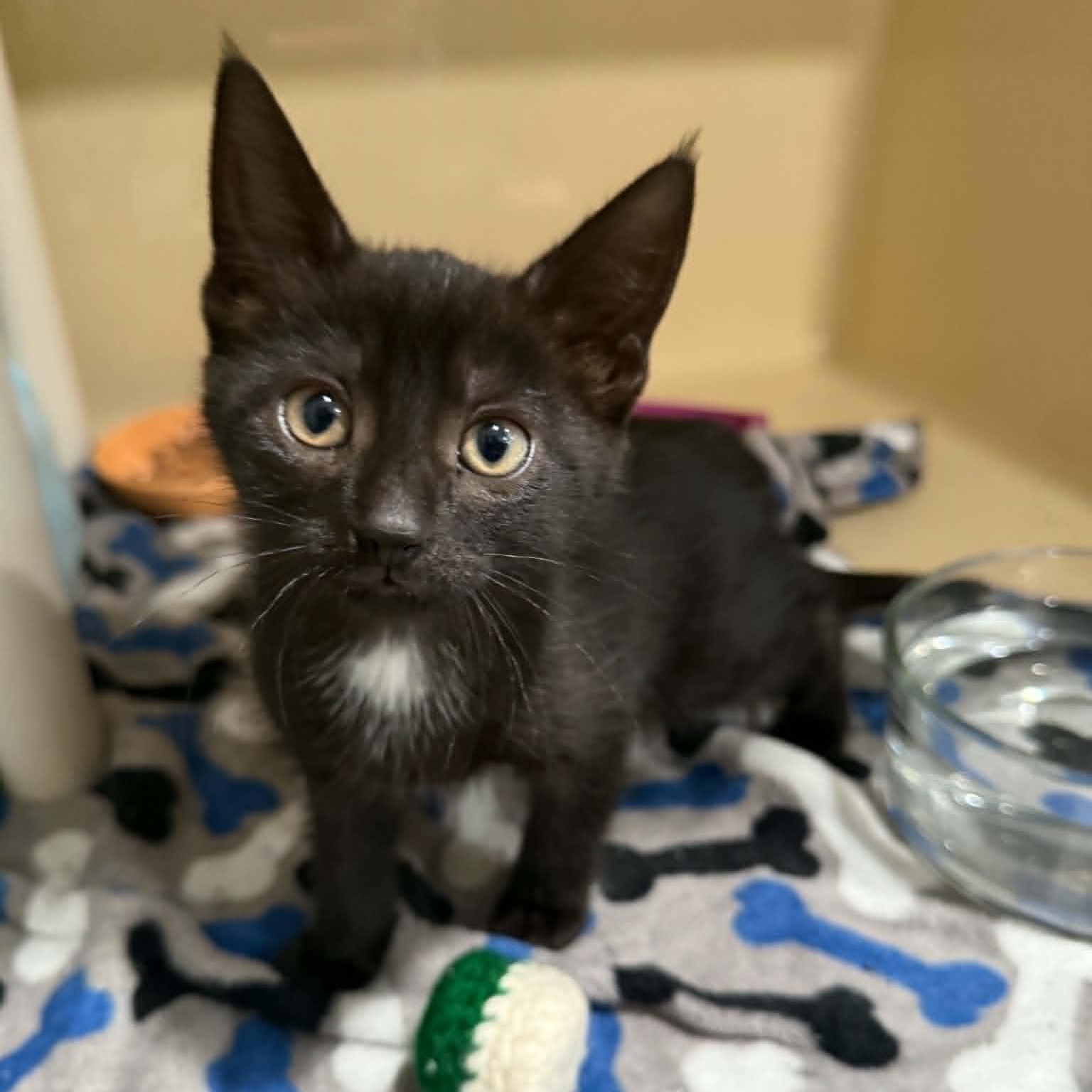 Capri, a Adoptable mixed breed in Penn Yan, NY image 1/5