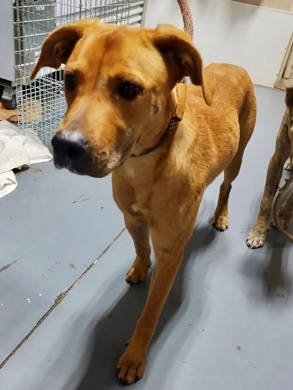 Enlarge 25-09-2622a Daisy, a Adoptable mixed breed in Dallas, GA image 1/3