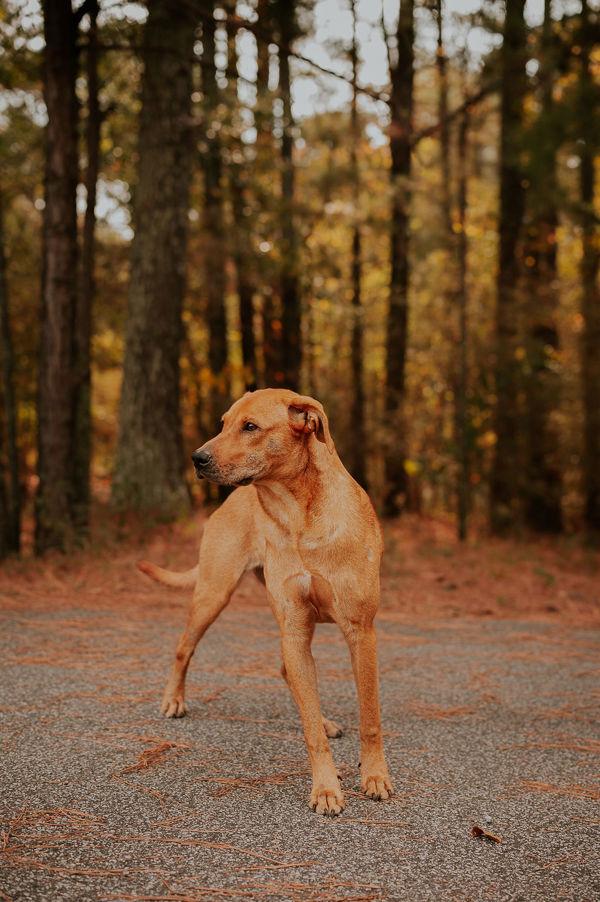 Enlarge 25-09-2622a Daisy, a Adoptable mixed breed in Dallas, GA image 2/3