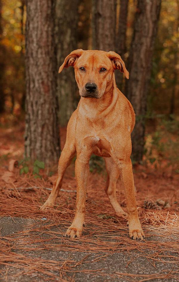 Enlarge 25-09-2622a Daisy, a Adoptable mixed breed in Dallas, GA image 3/3