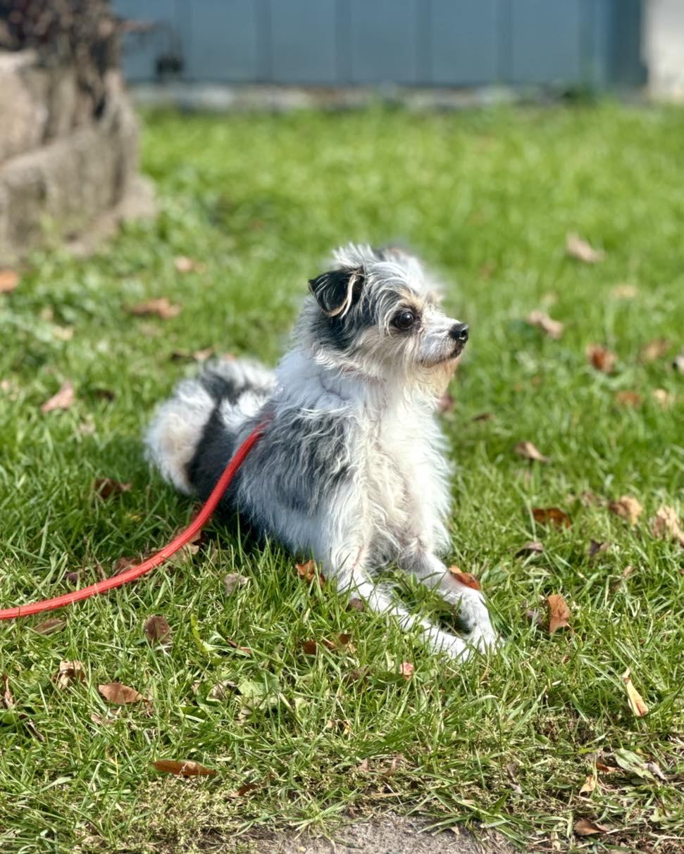 Enlarge Willy, a Adoptable mixed breed in Rock Hill, NY image 1/5