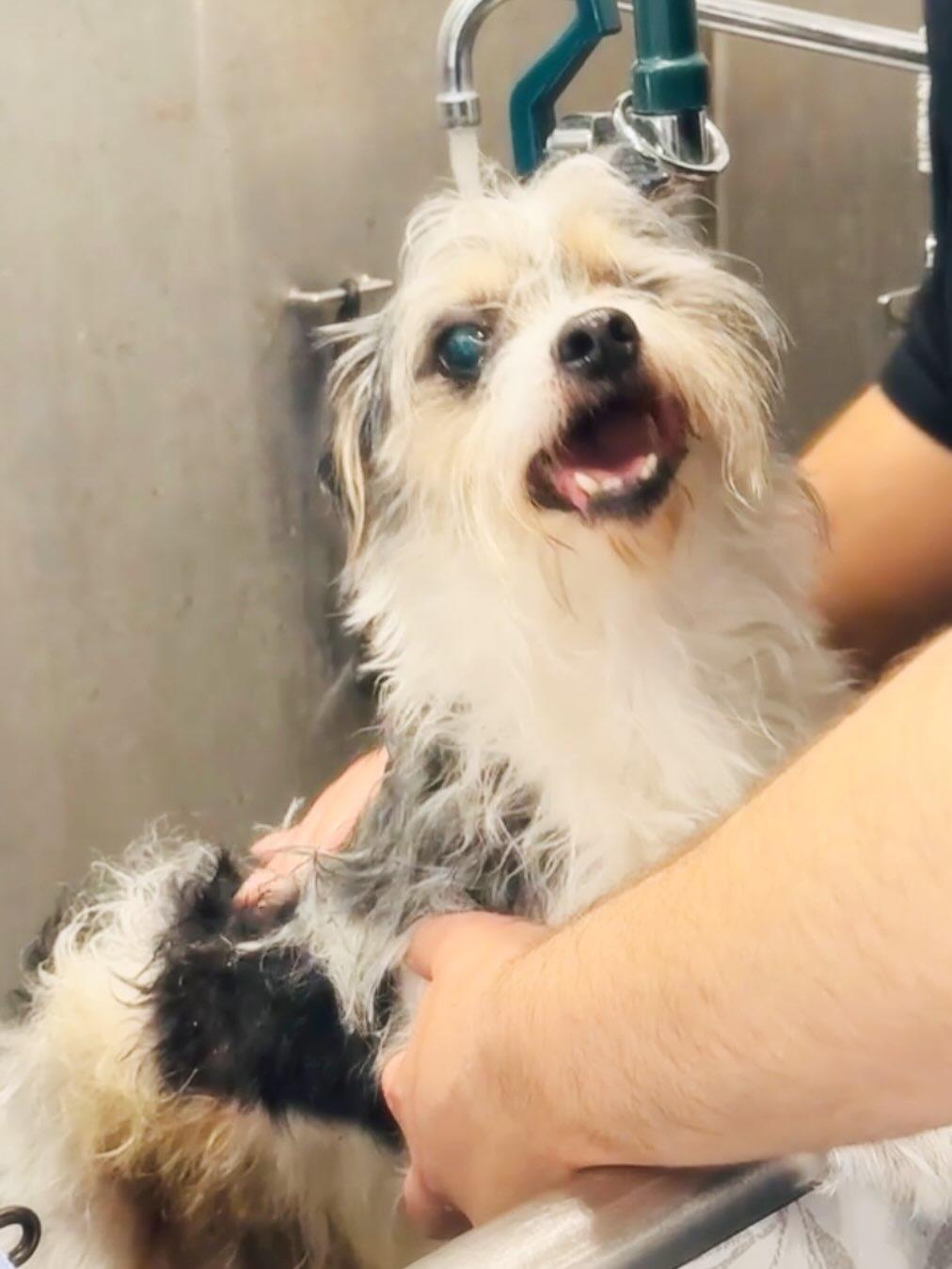 Enlarge Willy, a Adoptable mixed breed in Rock Hill, NY image 2/5