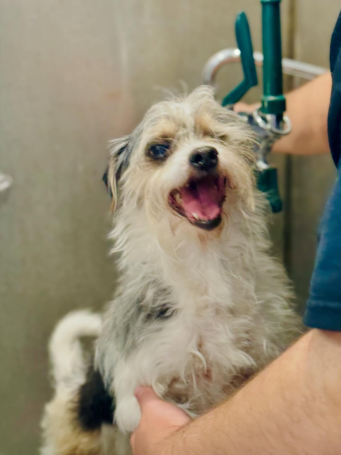 Enlarge Willy, a Adoptable mixed breed in Rock Hill, NY image 4/5