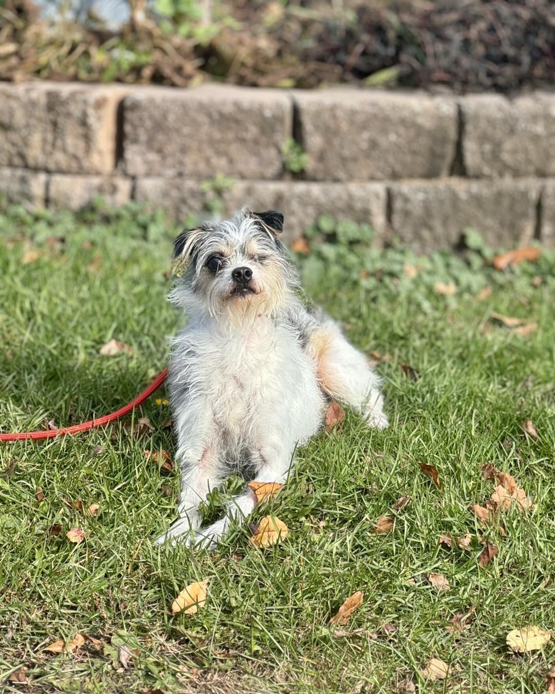 Enlarge Willy, a Adoptable mixed breed in Rock Hill, NY image 5/5