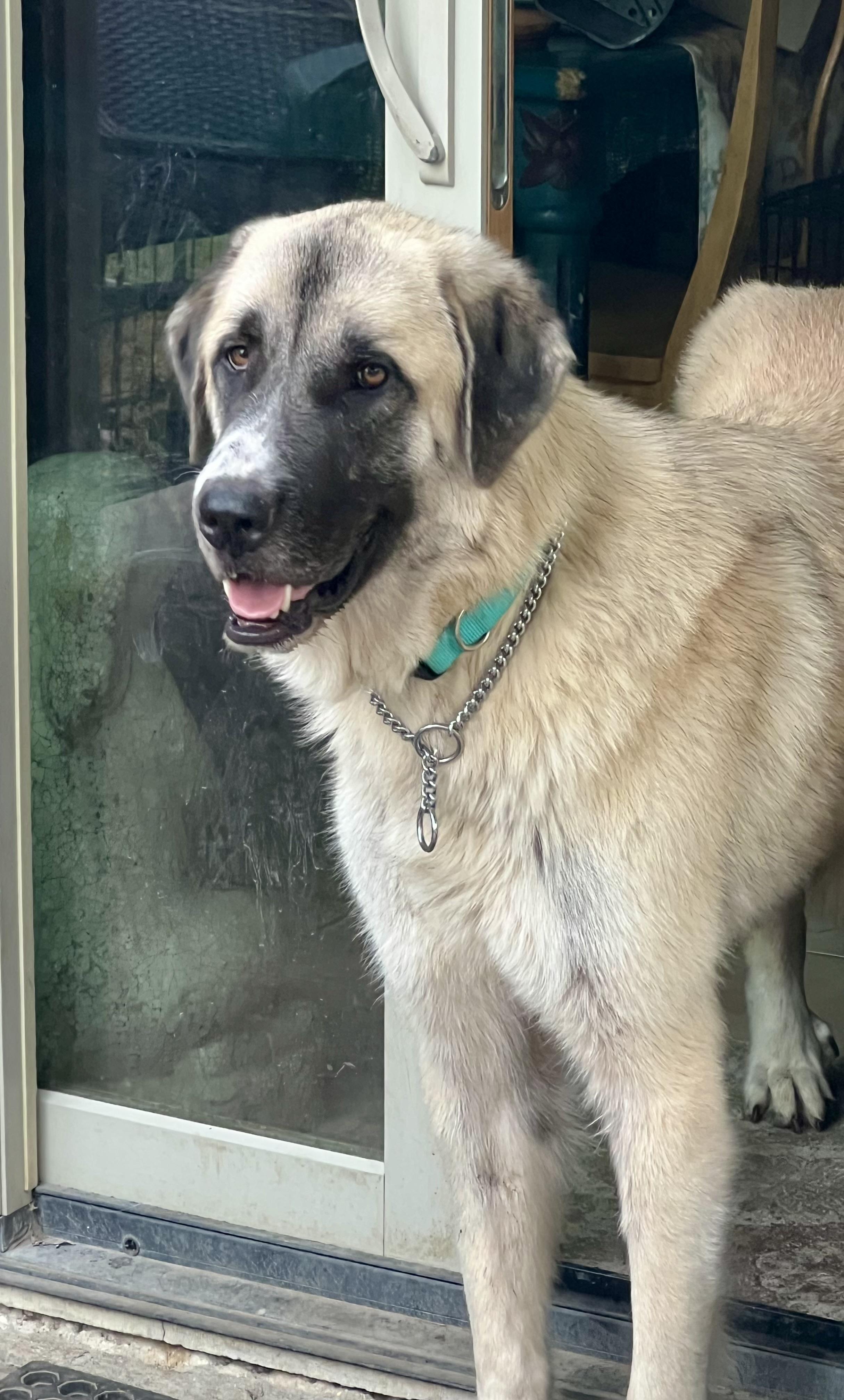 Enlarge Odin , a ADOPTABLE Anatolian Shepherd in Schertz, TX image 1/1