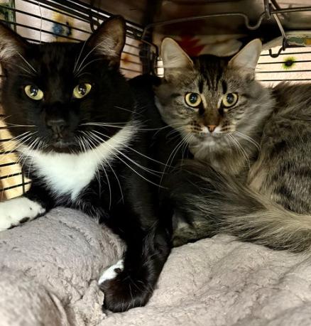178814 Dash & 178817 Nala *BONDED PAIR*