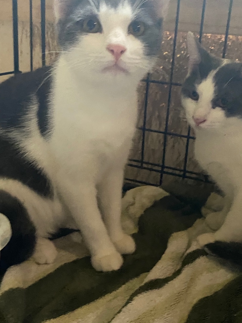 Ollie & Leopold photo 2