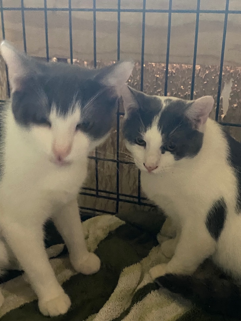 Ollie & Leopold 