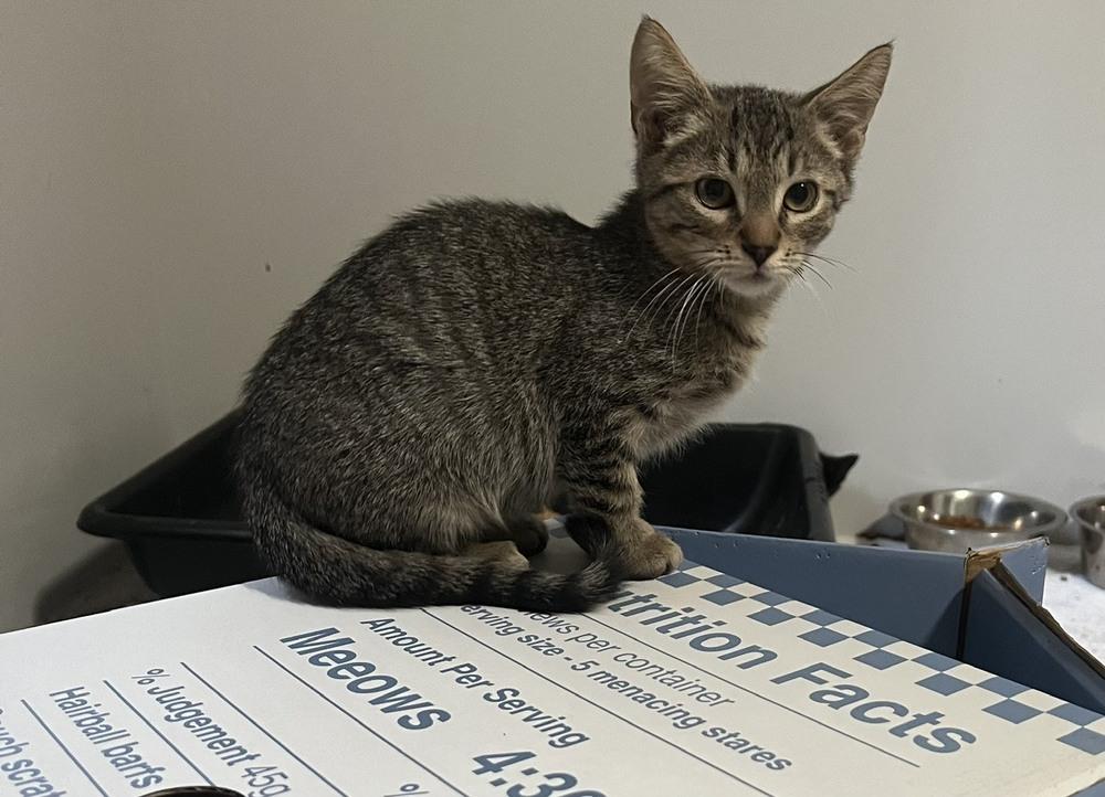 Trigger, Adoptable, Kitten Male Domestic Short Hair.