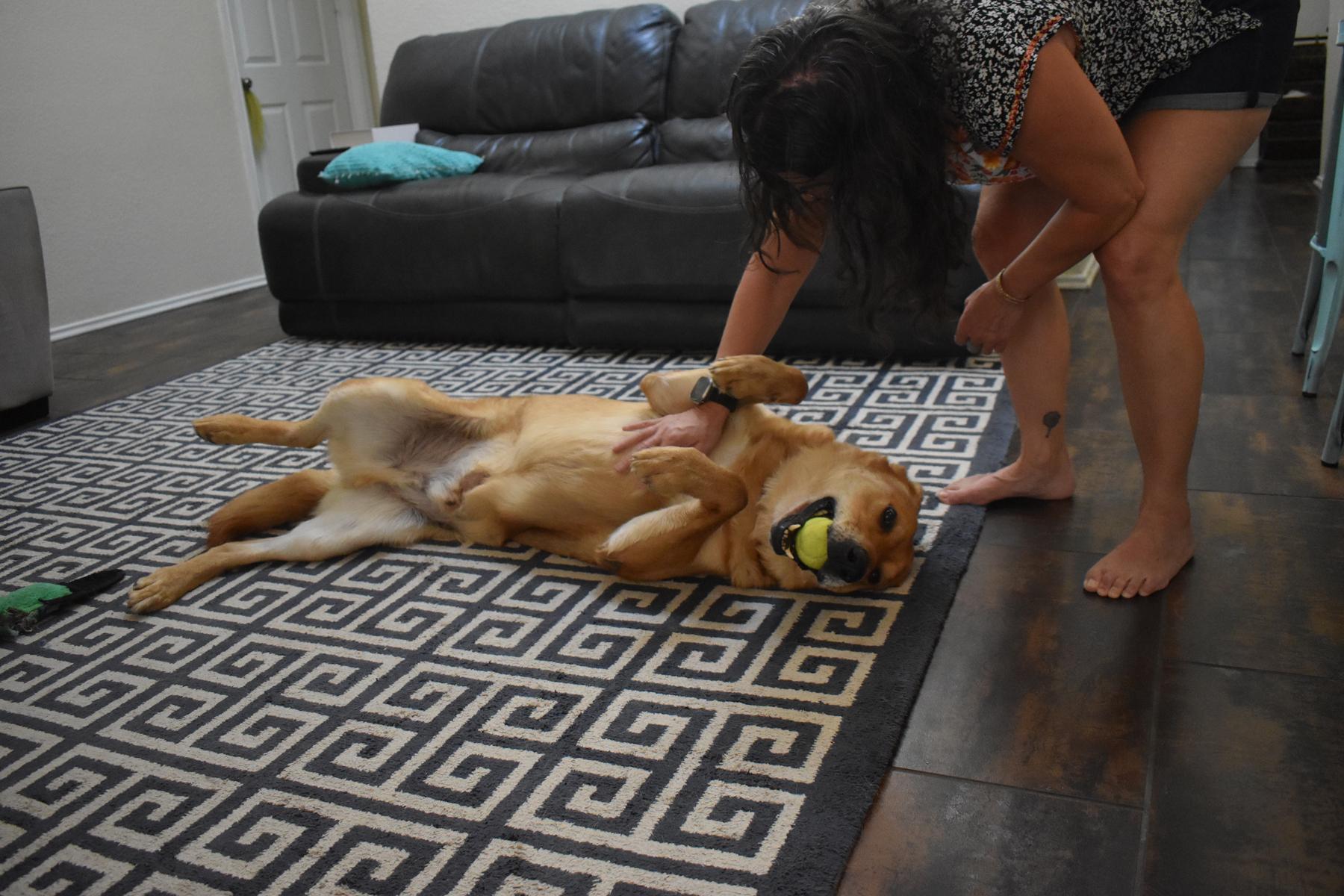 Mountain Man, an adoptable German Shepherd Dog, Chow Chow in Georgetown, TX, 78633 | Photo Image 4