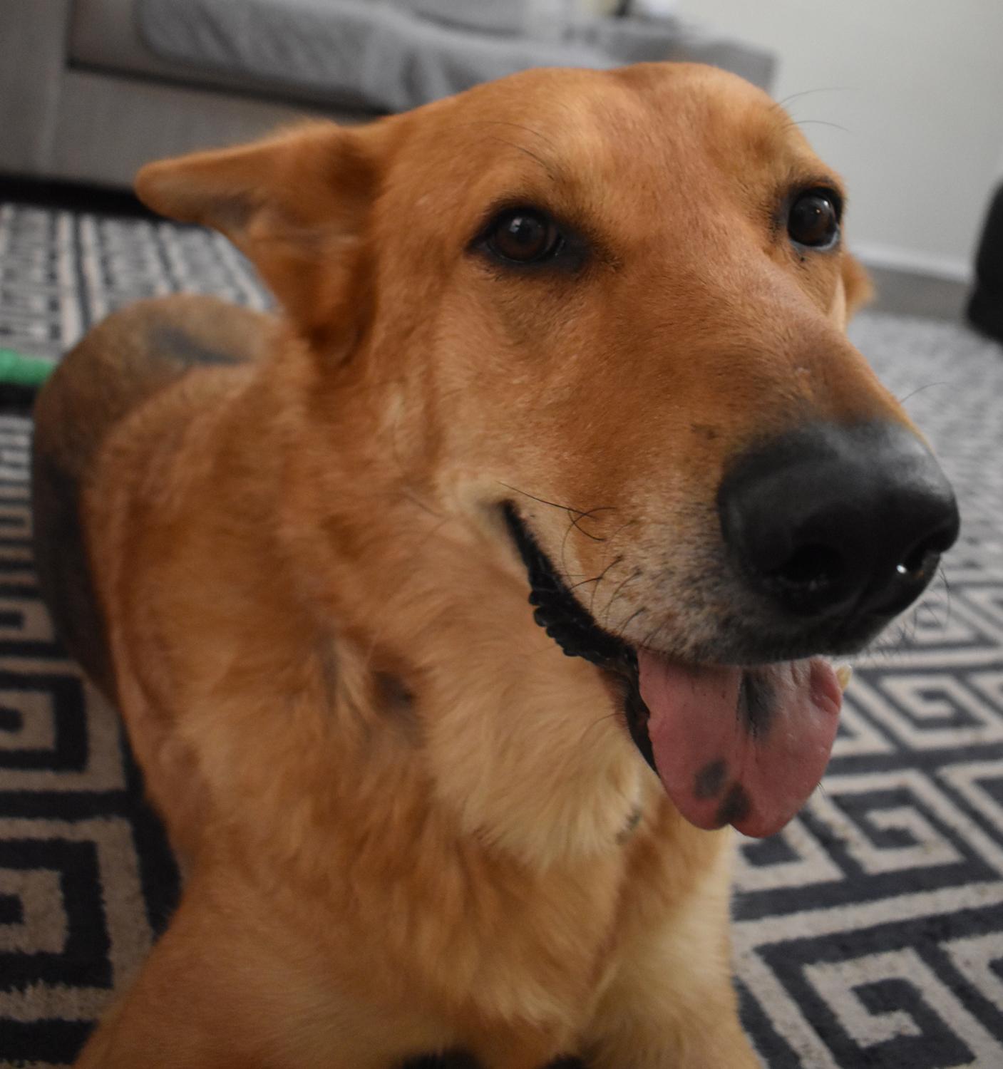 Mountain Man, a Adoptable mixed breed in Georgetown, TX image 2/6