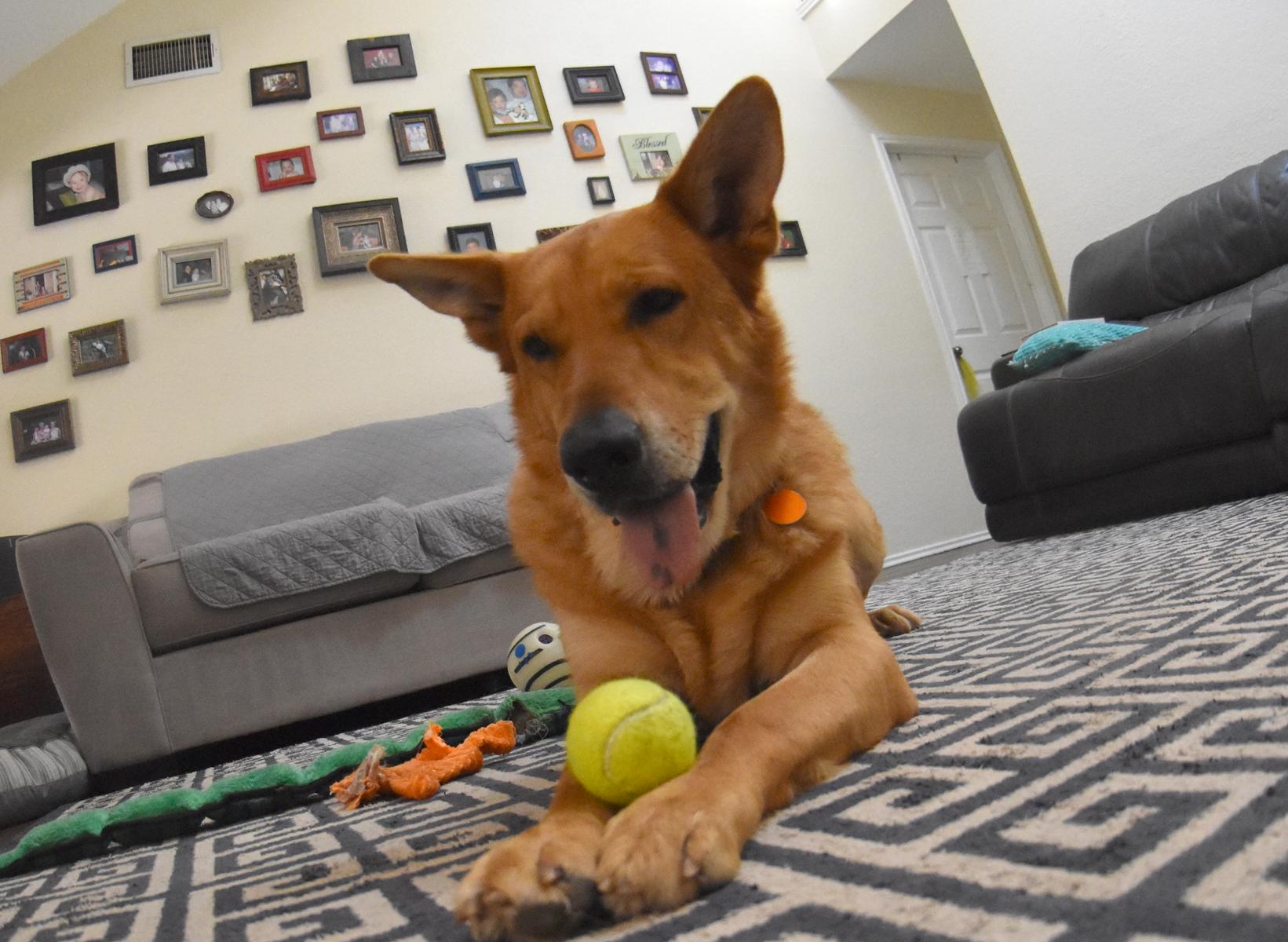 Mountain Man, a Adoptable mixed breed in Georgetown, TX image 3/6