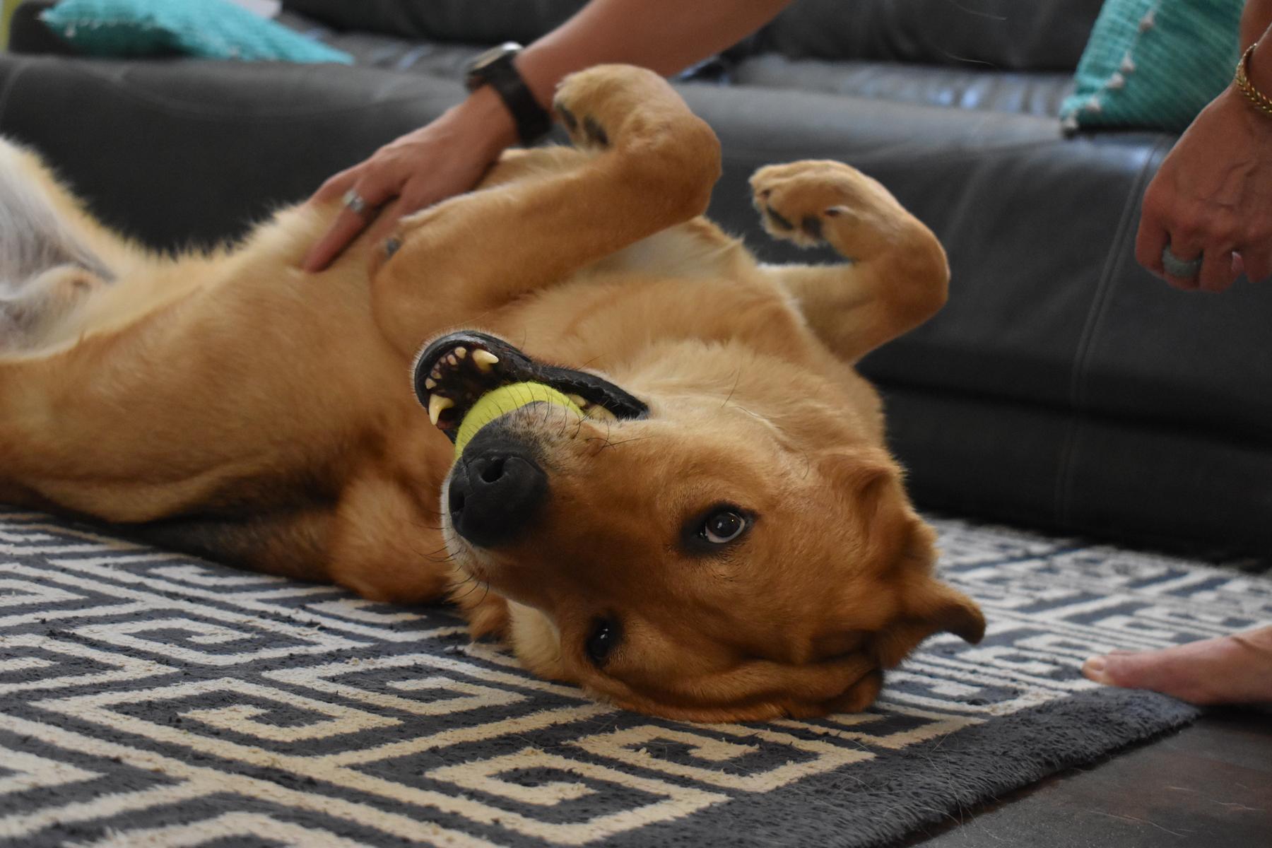 Mountain Man, an adoptable German Shepherd Dog, Chow Chow in Georgetown, TX, 78633 | Photo Image 6