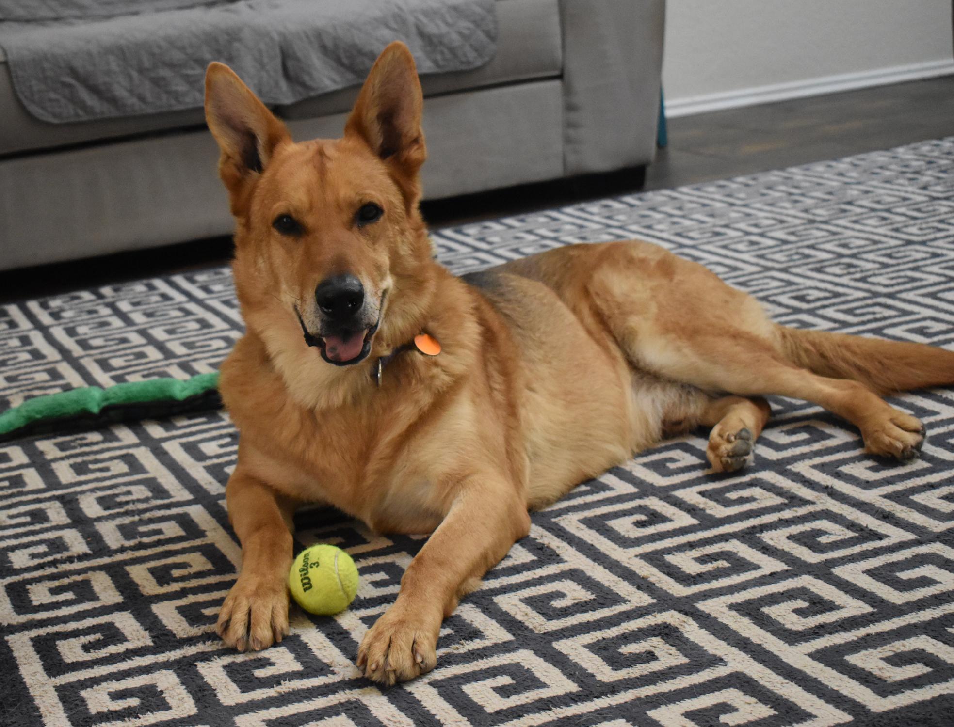 Mountain Man, a Adoptable mixed breed in Georgetown, TX image 5/6