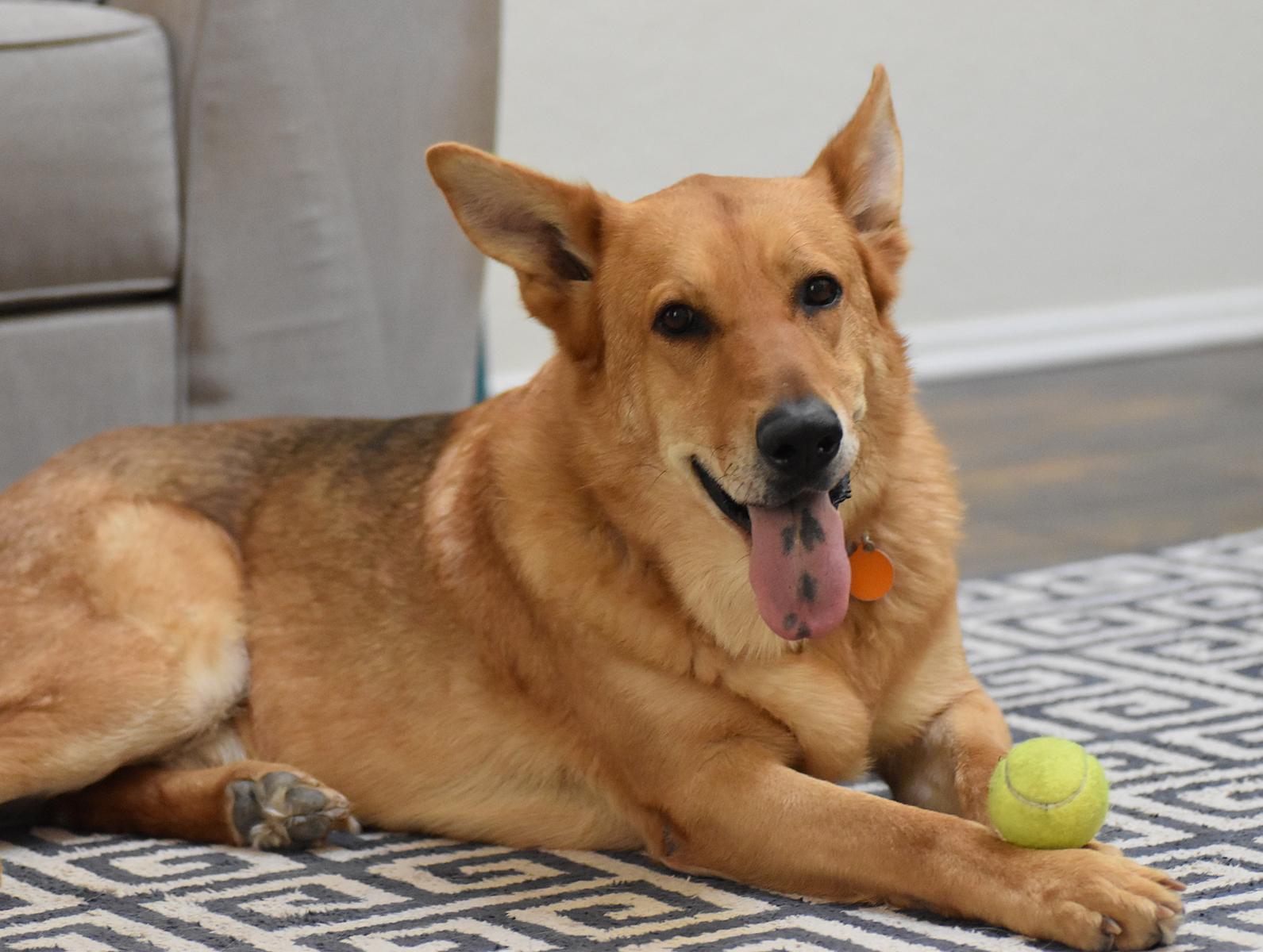 Mountain Man, a Adoptable mixed breed in Georgetown, TX image 6/6