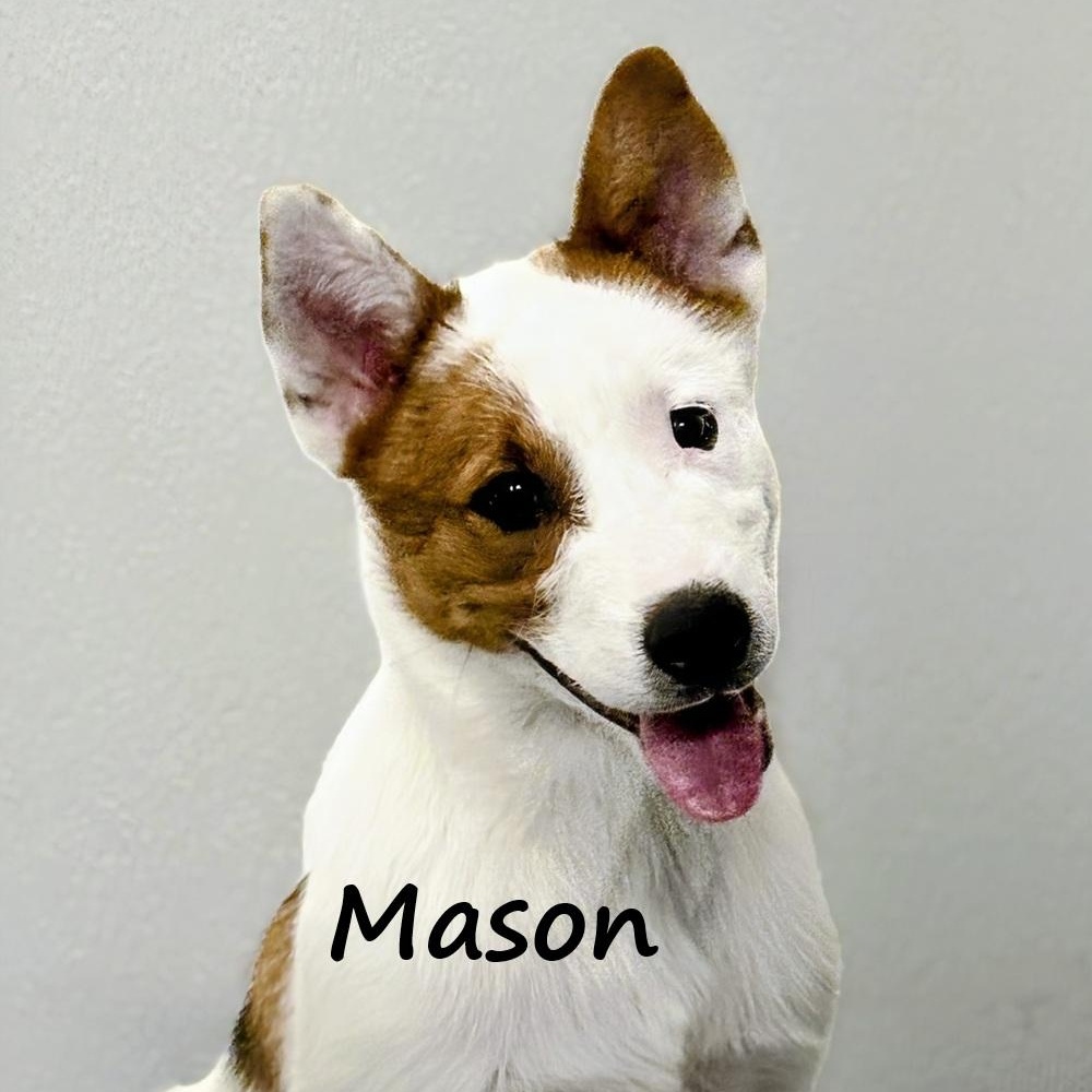 Mason, a ADOPTABLE mixed breed in Aurora, NE image 1/3