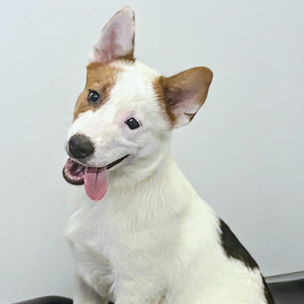 Mason, a ADOPTABLE mixed breed in Aurora, NE image 3/3